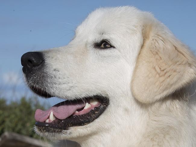 Maremma dog in a scene from Australian film Oddball