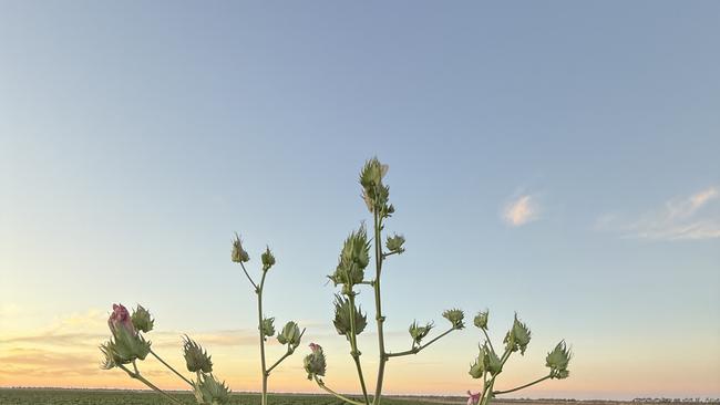 Cotton at Coleambally in the Murrumbidgee Irrigation Area. Picture: Supplied