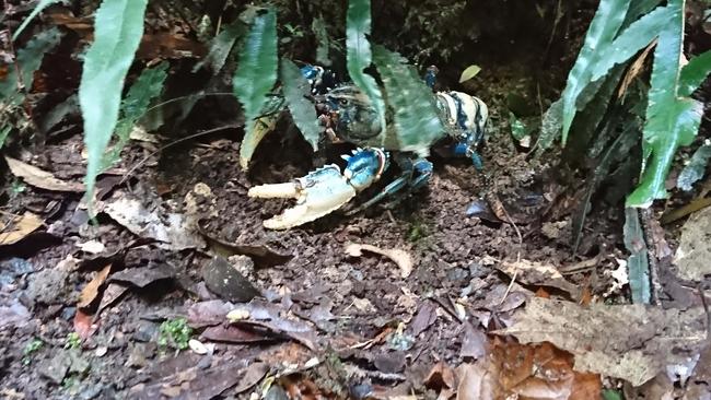 The Lamington Spiny Crayfish at Springbrook National Park. Picture: Jerad Williams