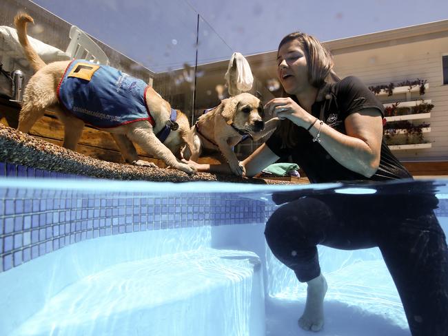 Dogs are a man’s best friend and that is well and truly the case for Aussies with disabilities who rely on their help. Picture: Justin Lloyd