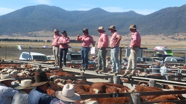 A total of 1666 cattle were sold at Benambra.