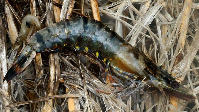 White Spot detected at Rocky Point Prawn Farm, Woongoolba. Picture: Liam Kidston.