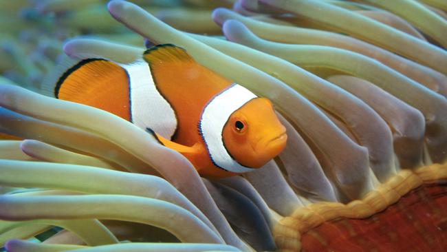 The Great Barrier Reef has 600 different species of coral and 1600 different species of fish.