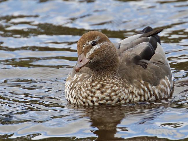 Duck shooting. Photo: Eleanor Dilley