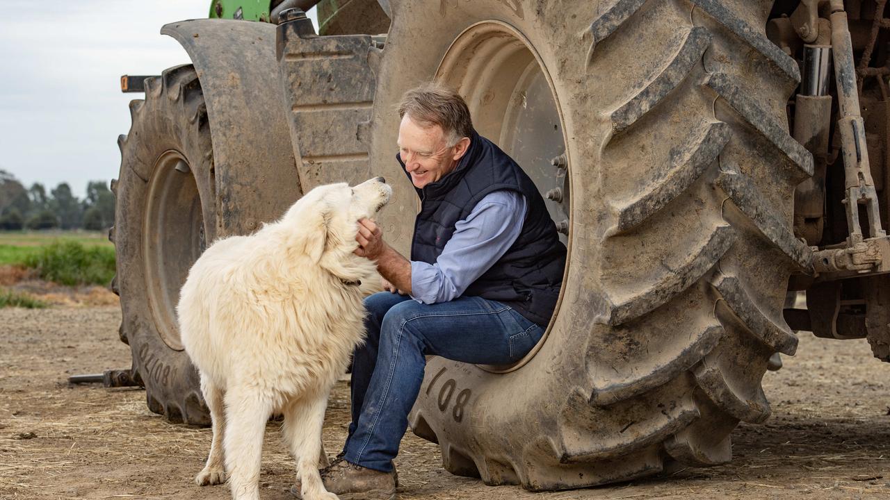 Geoff Akers on his dairy farm at Tallygaroopna with his Maremma named Misty. Picture: Zoe Phillips