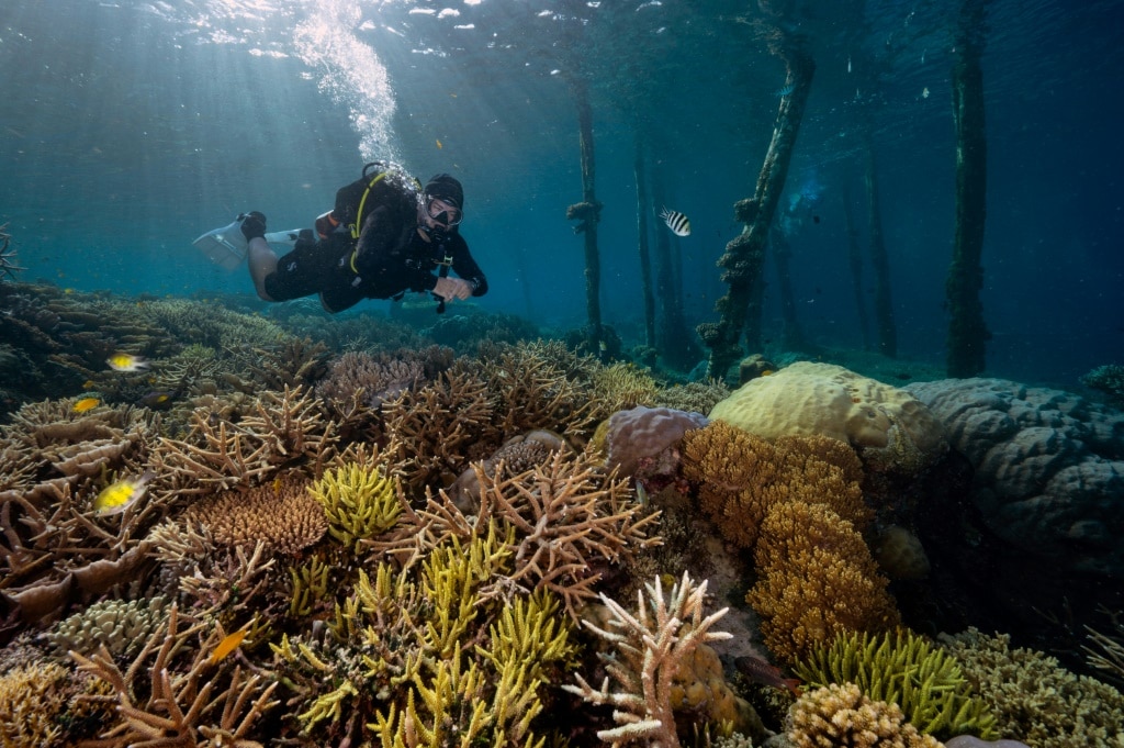 Indonesia revokes most mining permits in dive hotspot after outcry