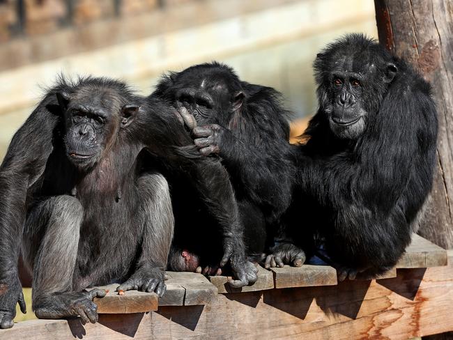 Sydney Zoo at Bungarribee in Western Sydney are close to launching with the final touches being completed to their exhibits. The chimpanzees and hyenas have arrived and are settling well into their new home. Picture: Toby Zerna