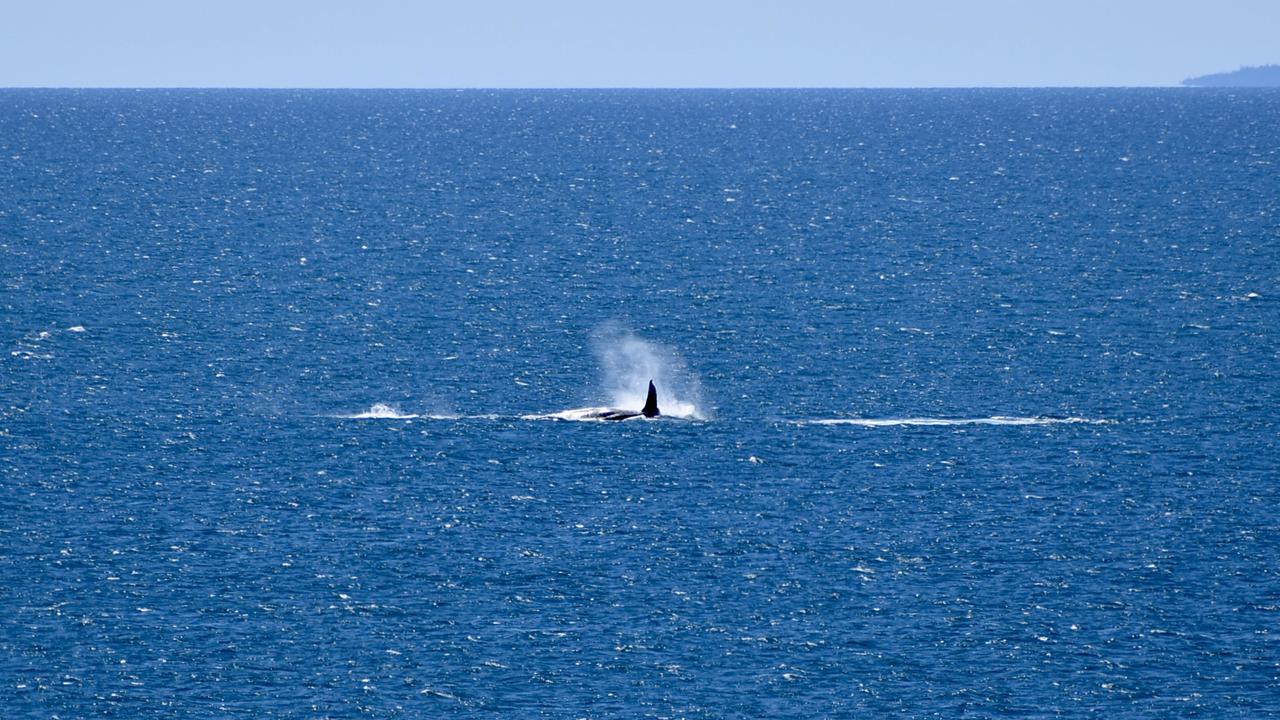 Whales breaching off the Mackay coast as they swam past Lamberts Lookout on Sunday. Picture: Rae Wilson