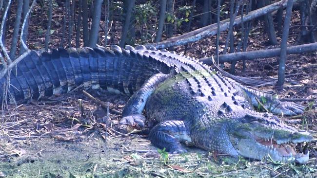 A saltwater crocodile wildlife officers are trying to trap is more than four-metres long. Picture: Cameron Bates