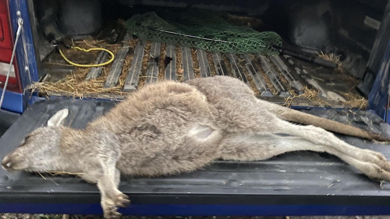 One of the kangaroos found dead at Heritage Golf and Country Club, northeast of Melbourne. Picture: supplied