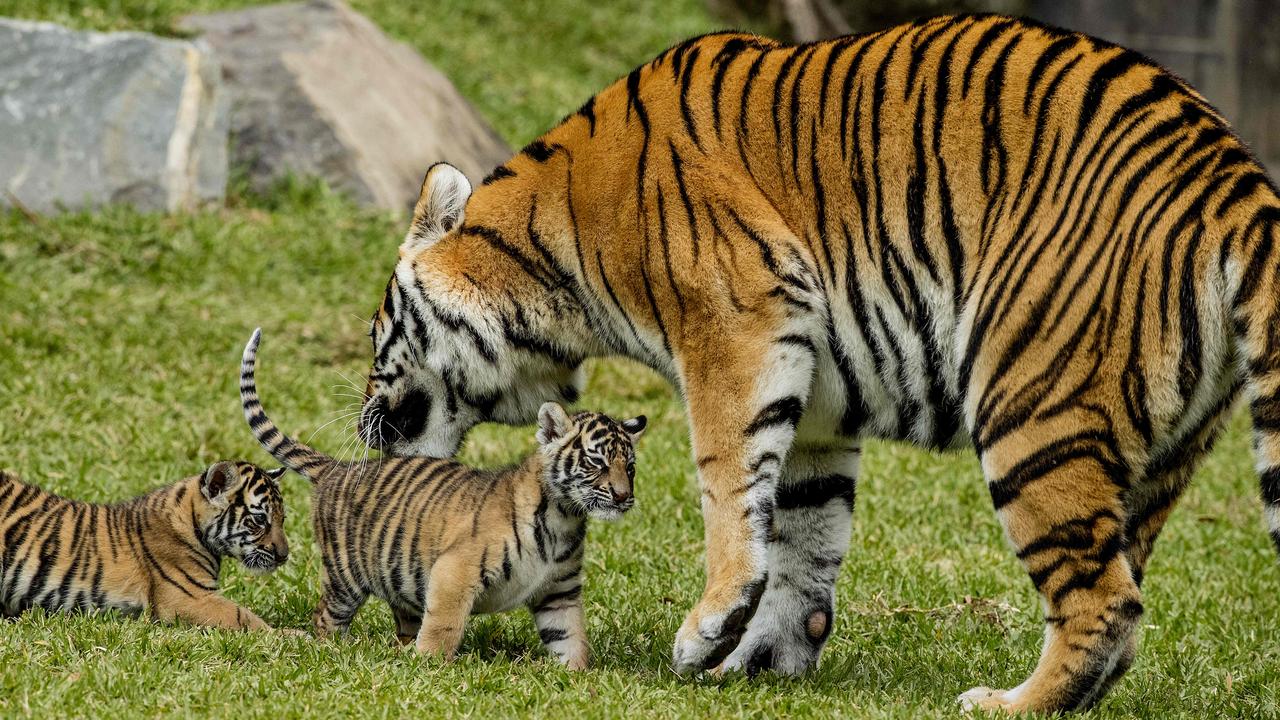 Dreamworld's Tiger Cubs Play with Mum and Dad on Tiger Island 