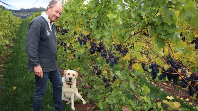 Viticulturalist and Apogee owner Andrew Pirie with Olli, his pinot noir expert. Picture: Supplied