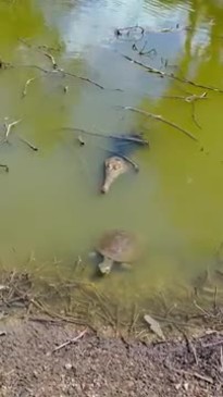 Croc spotted in Bowen lagoon