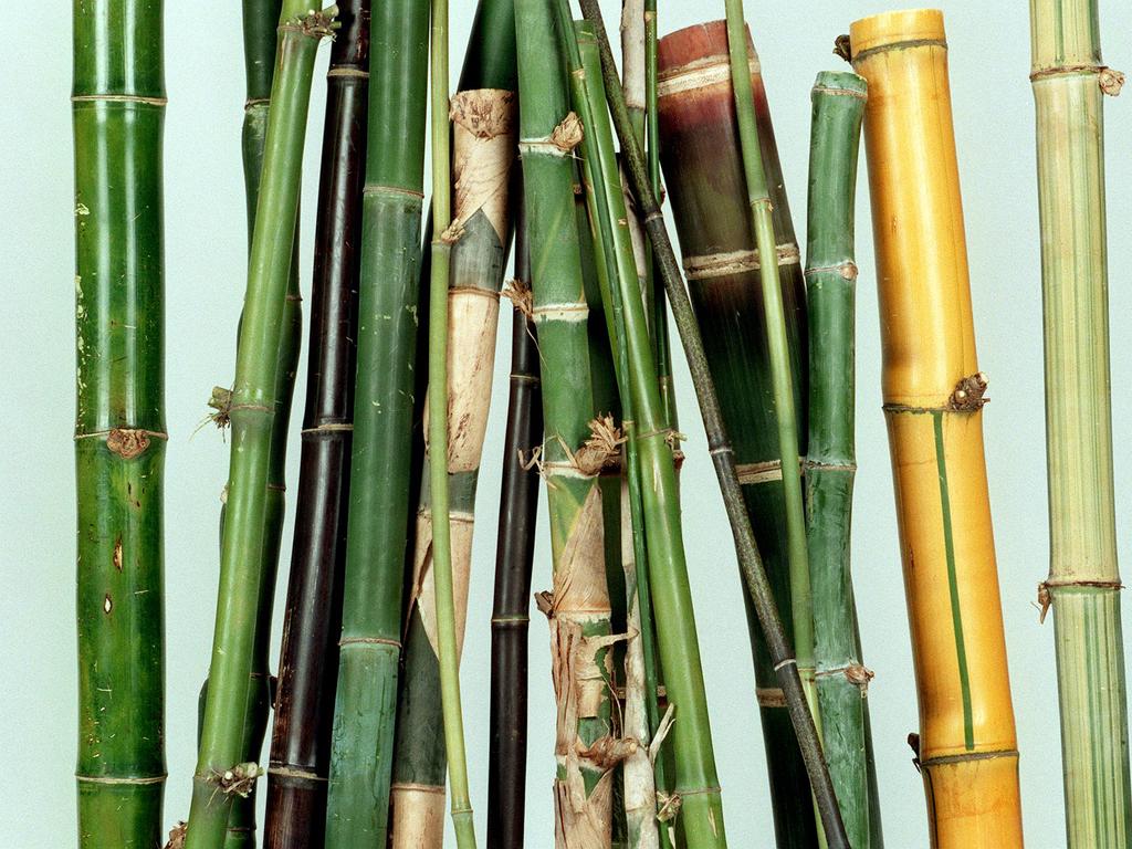 Bamboo on a Cairns couple’s property grew to 15m tall, sparking a neighbourhood dispute.