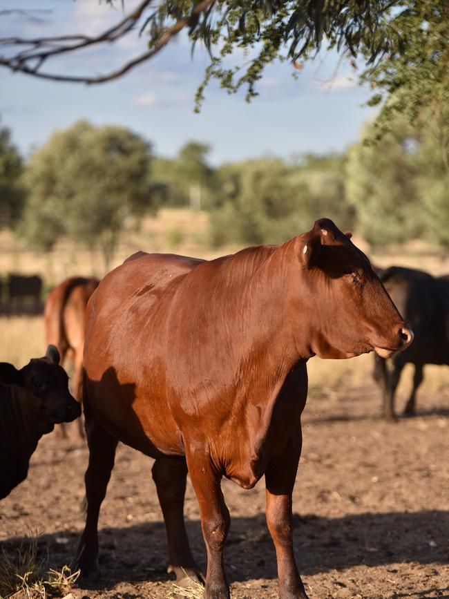 Angus Pastoral Company cattle.