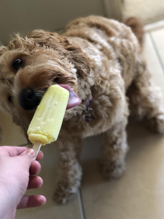 MONKEY: With soaring spring temps, this Coast pup keeps his cool with a popsicle from the ice cream van.