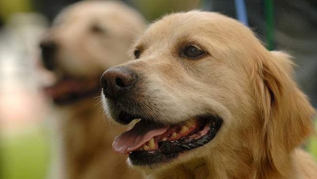 Golden retrievers.