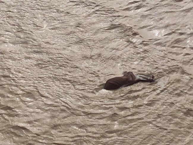 A cow floats in floodwaters at Eddington Station. Picture: Rae Stretton