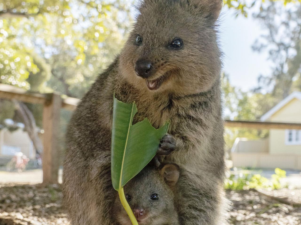 Ethical animal tours: Quokka selfies, Thailand elephants — what to avoid |  escape.com.au