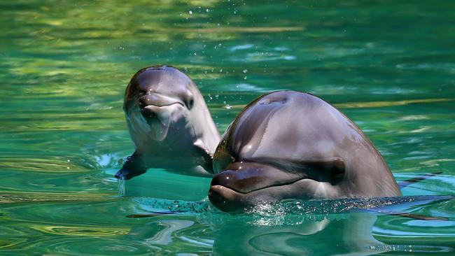 Dusty the baby dolphin was born on the December 7, 2016 to first time mum Jinx at Sea World. Photo: David Clark