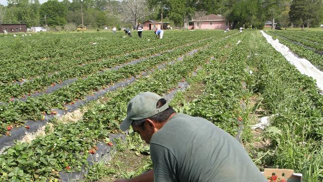 Refugees, unlike skilled migrants, weren’t preparing for what became a forced relocation.