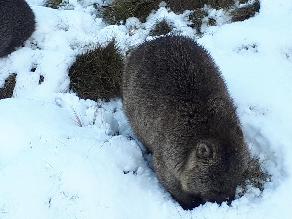 Wombats in the snow at Robin's Nest B&amp;B in Wilmot, Tasmania. Picture: Robin's Nest