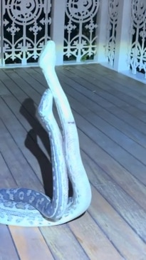 Carpet pythons caught in intense fight