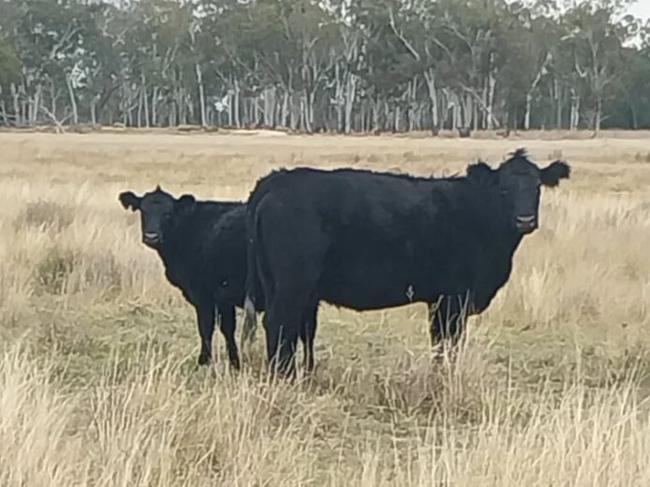 Police probe cattle theft from Western Downs property