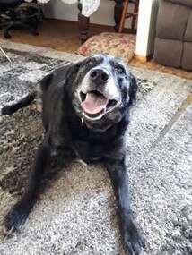 “My gorgeous Chevy dog. 12 1/2 years old. RIP darling boy xxx”. Shared by Heather Bolton/Facebook