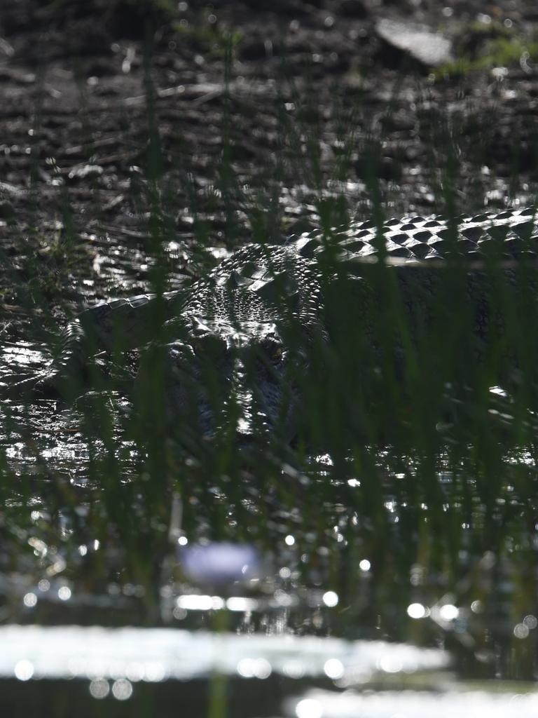 Saltwater crocodile eyeballs a boat on the Mary River. Picture: Amanda Parkinson