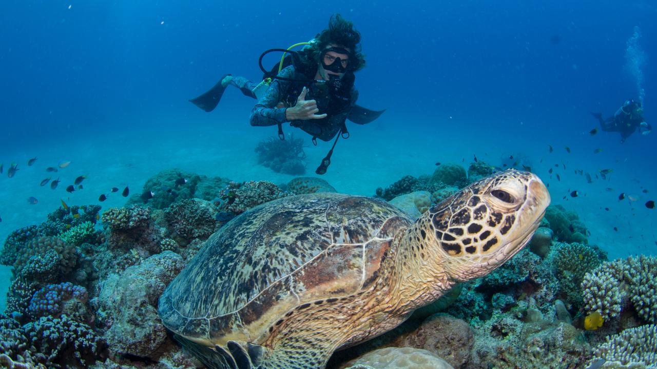 Cairns Reef Report: Tourism Veteran Alan Wallish Responds To ‘very Poor 