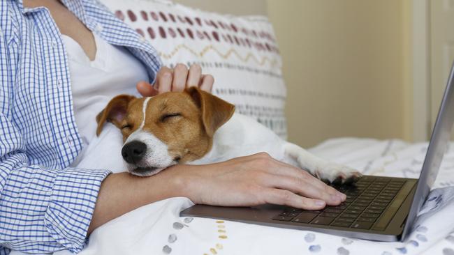 The worker was pet-sitting for a colleague at the time. Picture: iStock