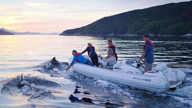 Guests in the tender are joined by dolphins at sunset. Photo: Mark Daffey