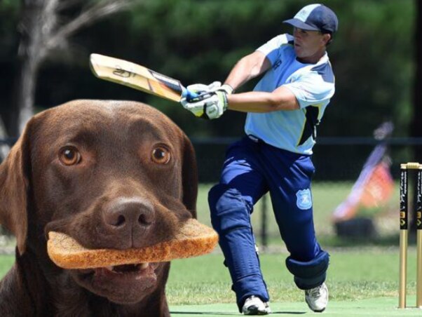 A dog fancied Baxter batsman Justin Bridgeman's lunch.