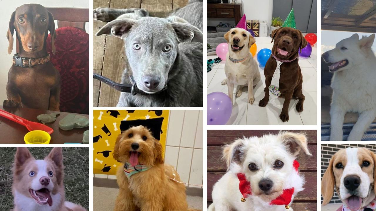 Help us crown the region's cutest dogs