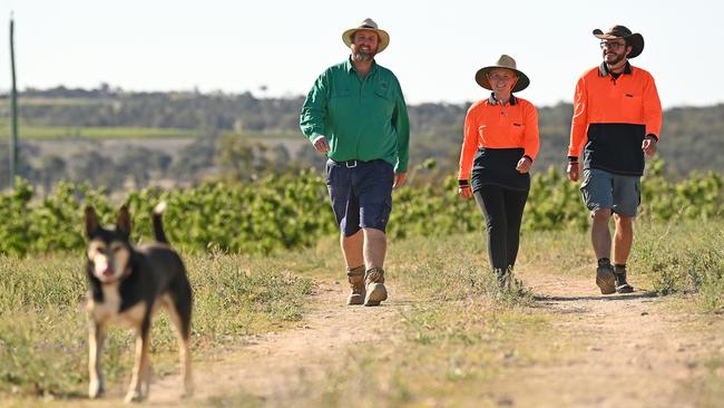 Ferrier with Belgians Smith and Hoeckman as they walk along the Stanthorpe property in southern Queensland. Picture: Lyndon Mechielsen