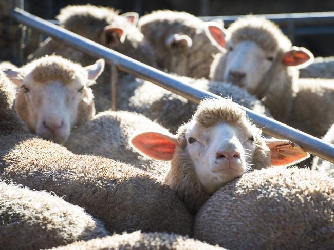 LIVESTOCK: Bendigo Pirme MarketPrime lambs at Bendigo saleyards.Pictured: Generic Farm Sheep. Lambs. Prime lamb. Saleyards.PICTURE: ZOE PHILLIPS