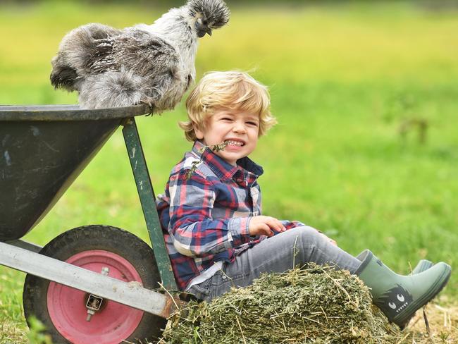 Royal Melbourne Show Ticket Launch taking place tomorrow. 4 year old Charlie with a Silkie chicken. Picture: Tony Gough