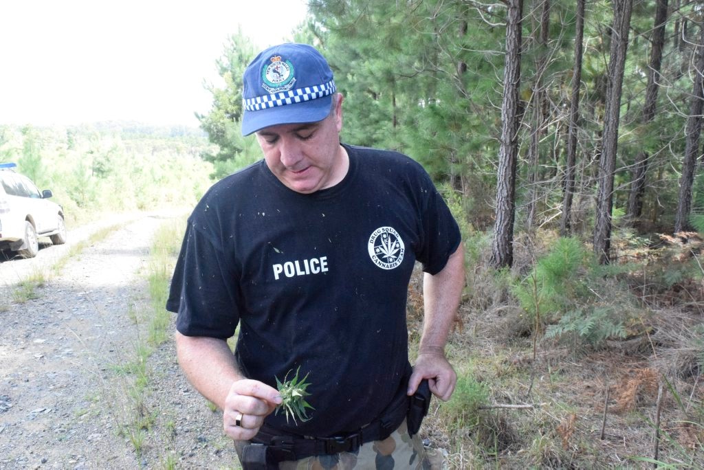 BIG BUD: Det Insp Jameson examines a large bud of cannabis from the crop seized at Clouds Creek State Forest south of Nymboida. Picture: Jarrard Potter