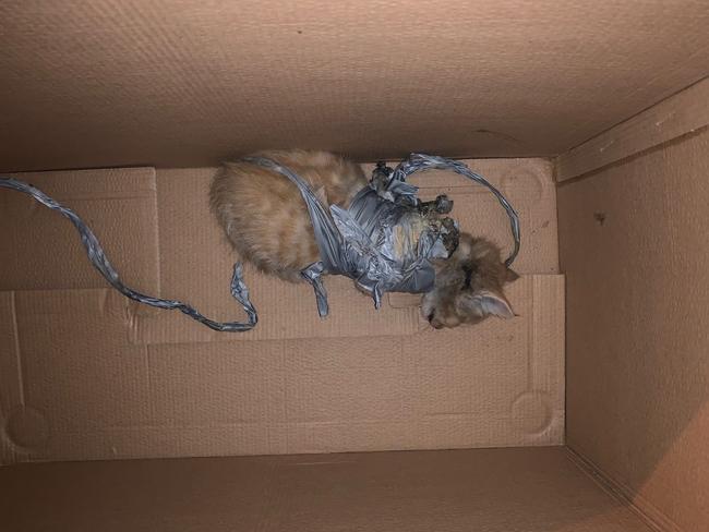 Authorities are still investigating after a kitten – Charlie – was found dumped in a Park Ridge residence wheelie bin last Monday.