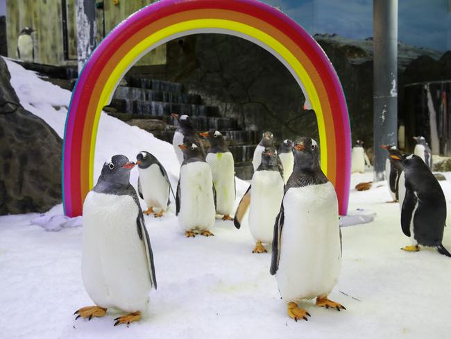 Penguin same-sex power couple Sphen and Magic pictured at SEA LIFE Sydney Aquarium get into the Mardi Gras spirit. Picture: Justin Lloyd