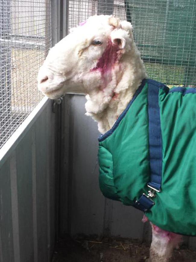 ‘Chris’ after he was shorn on Thursday. Picture: RSPCA