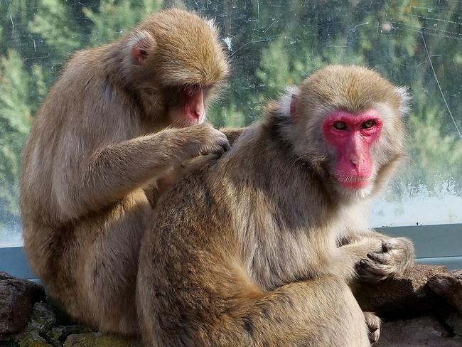 A group of Japanese monkeys which were given to Launceston by Japanese sister city Ikeada in 1981 will be sterilised and left to naturally die after a decision from the city council yesterday. A troop of Japanese macaques that have been living in the Australian city park home for four decades will be prevented from reproducing due to concerns of disease and inbreeding. Picture: City of Launceston