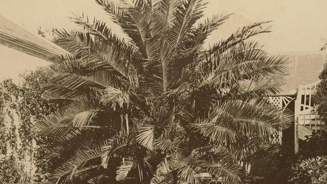 The Palm tree at Yering, taken between 1880 and 1885. Picture: Fred Kruger, State Library of Victoria.