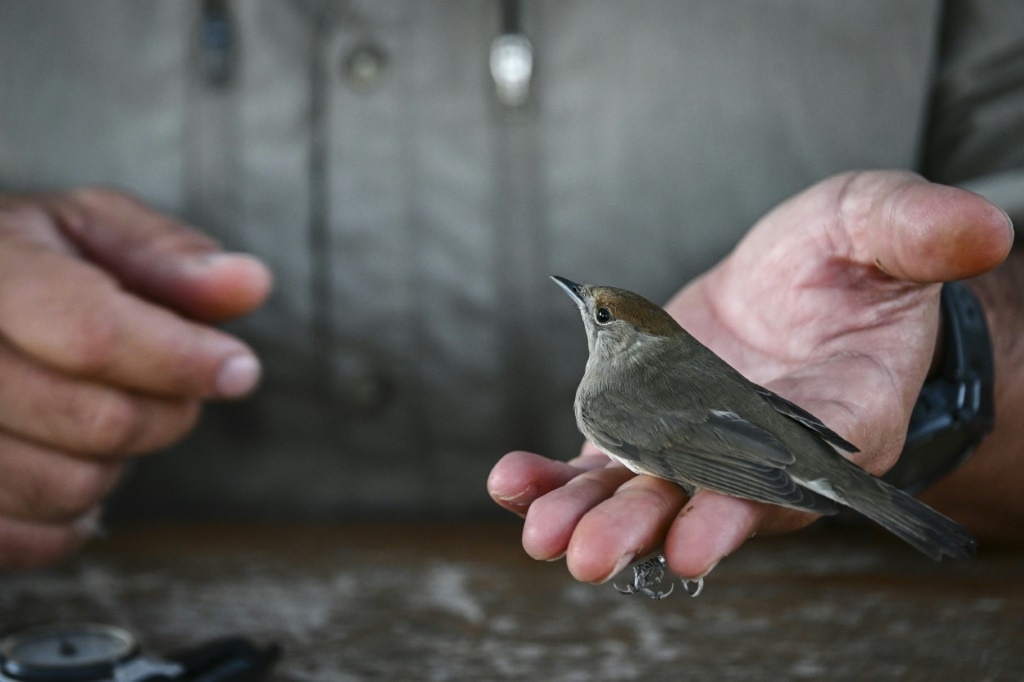 Migratory birds offer valuable clues about how a warming planet is affecting wildlife