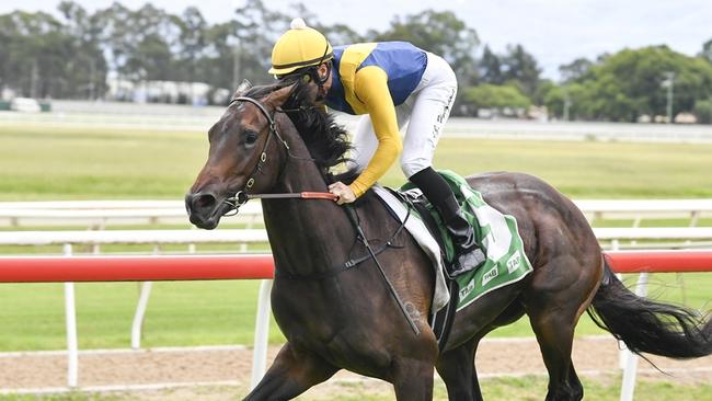 Bonita Queen can resume on a winning note at Canterbury. Picture: Bradley Photos