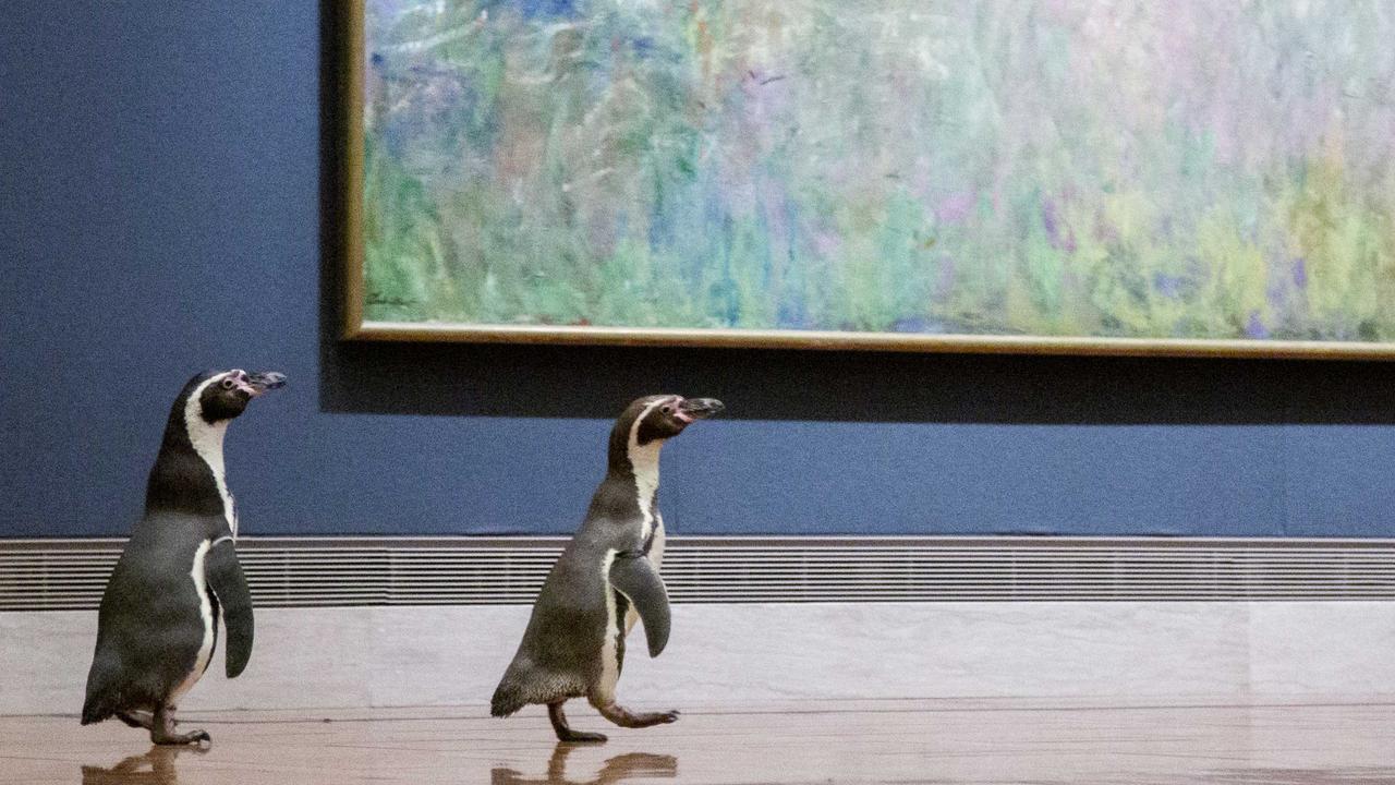 Lonely Peruvian penguins from the Kansas City Zoo enjoy their art gallery outing. Picture: Nelson-Atkins Museum of Art