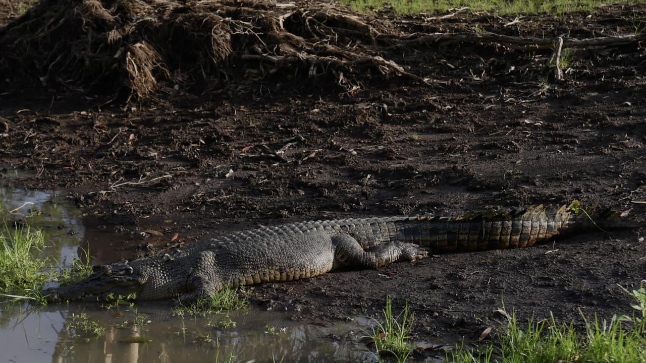 Saltwater croc Kakadu's Yellow River Billabong. Picture: (A)manda Parkinson