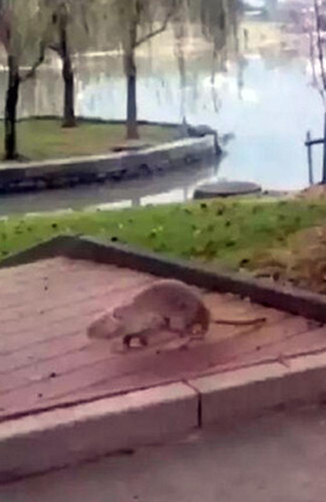 Yuck ... The giant rat was seen wandering the grounds of a Chinese university. Picture: Australscope/CEN