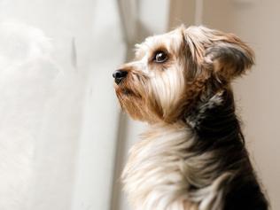 Dog looking out window.